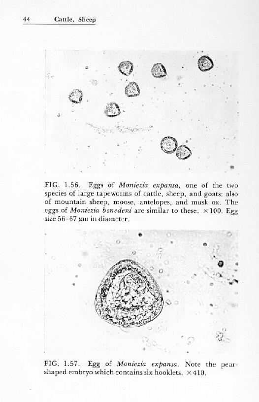 tapeworm eggs infection in goats and sheep